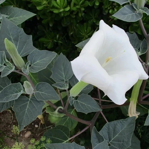 50 organic White Moonflower seeds – Datura metel fragrant flowers FREE S/H