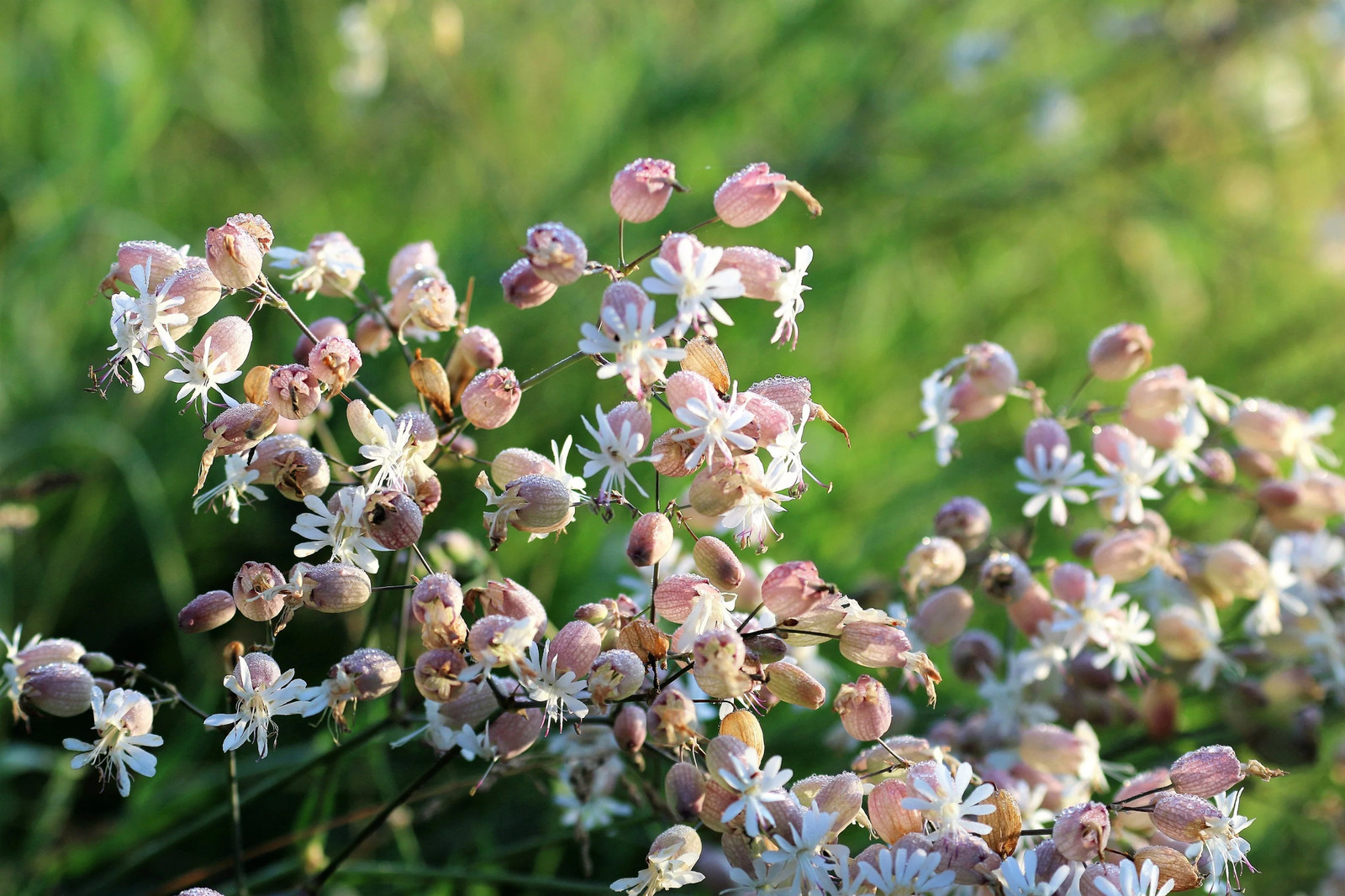 100 MAIDENSTEARS Silene Vulgaris Bladder Campion Pink & White Flower Seeds