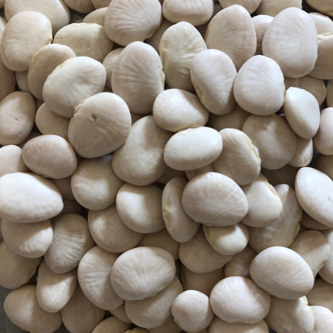 Henderson Bush Lima Bean Seeds Untreated. FREE SHIPPING!