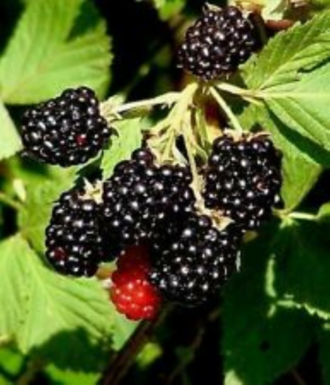 Blackberry – ‘Natchez’ thornless – Rubus fruticosa 1 year old plant