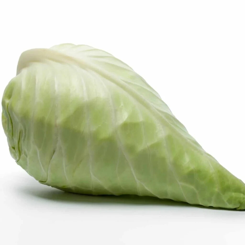 500+ Hispi (Sweetheart) Cabbage Seeds for Garden Planting – USA – FREE SHIPPING!