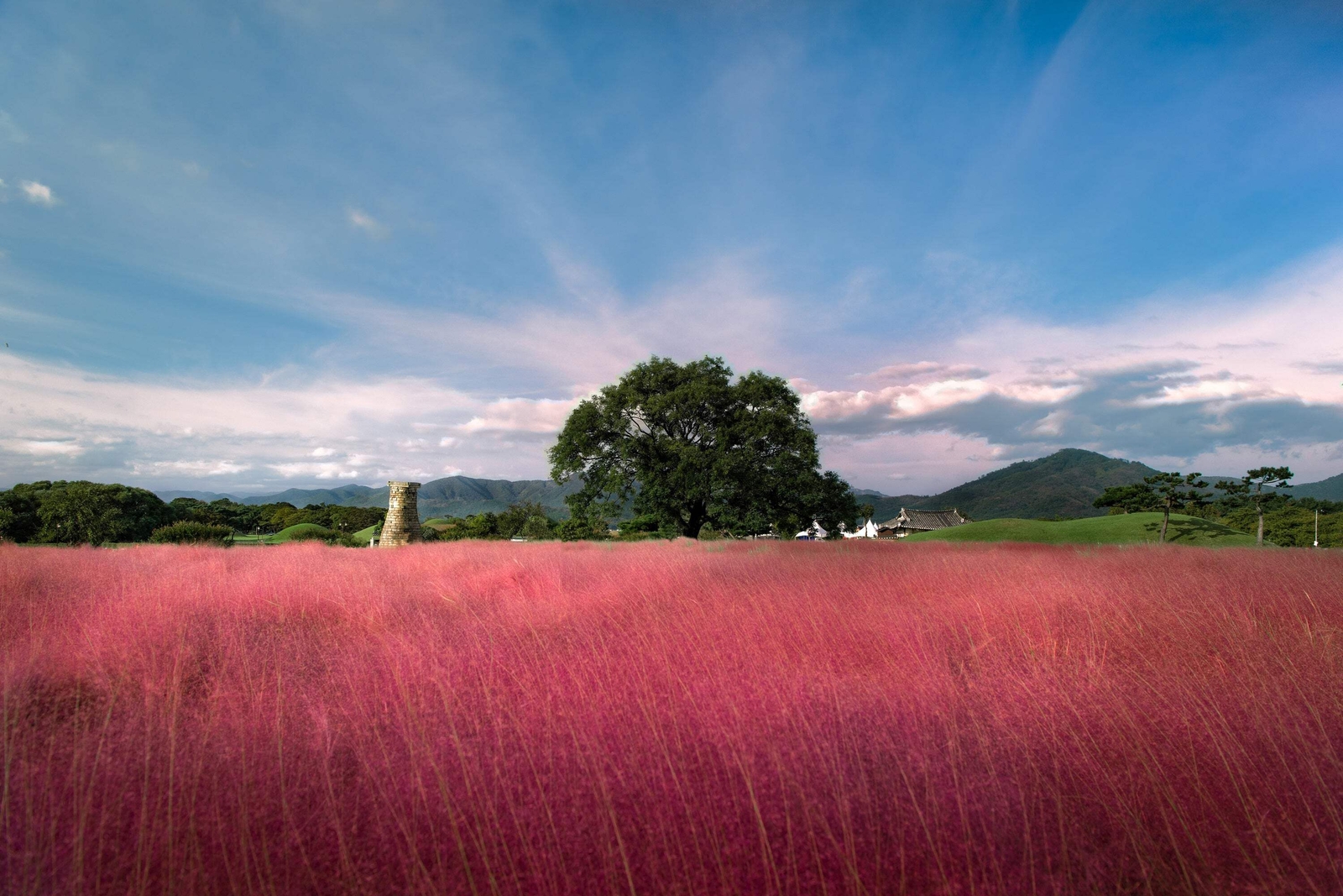 40 PINK MUHLY GRASS Cotton Candy Grass Muhlenbergia Capillaris Native Seeds