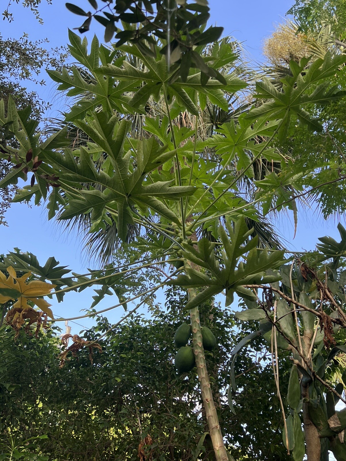 10 Ripkitty Florida Carica Papaya Seeds Plant Tall Tropical Trees FREE SHIPPING