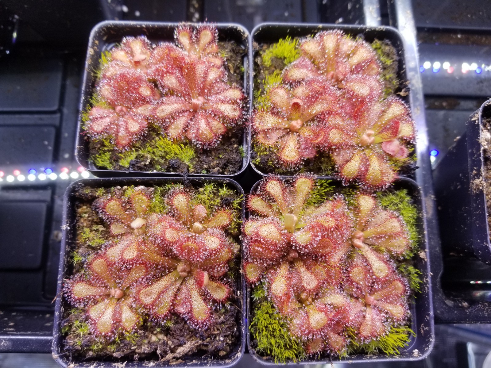 Drosera venusta Seeds – Carnivorous Sundew Plant – Very easy to grow!