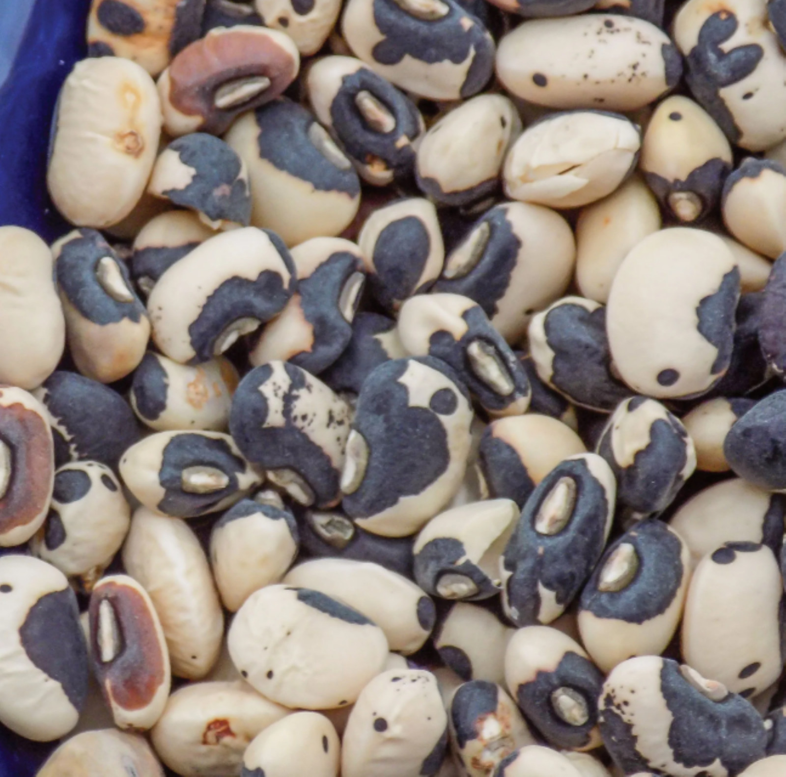 Phenomenal Cowpea/Black-Eyed pea bush bean seeds USA ! Tasty! Fresh! Shelling !