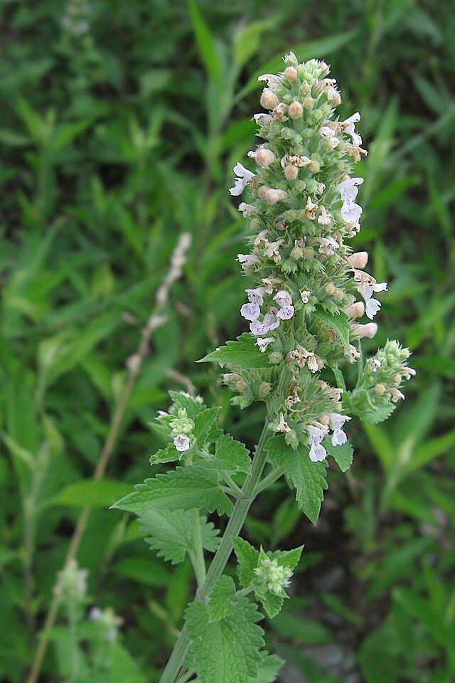 500 Wild Catnip Seeds- Collected From Native Wild Plants.