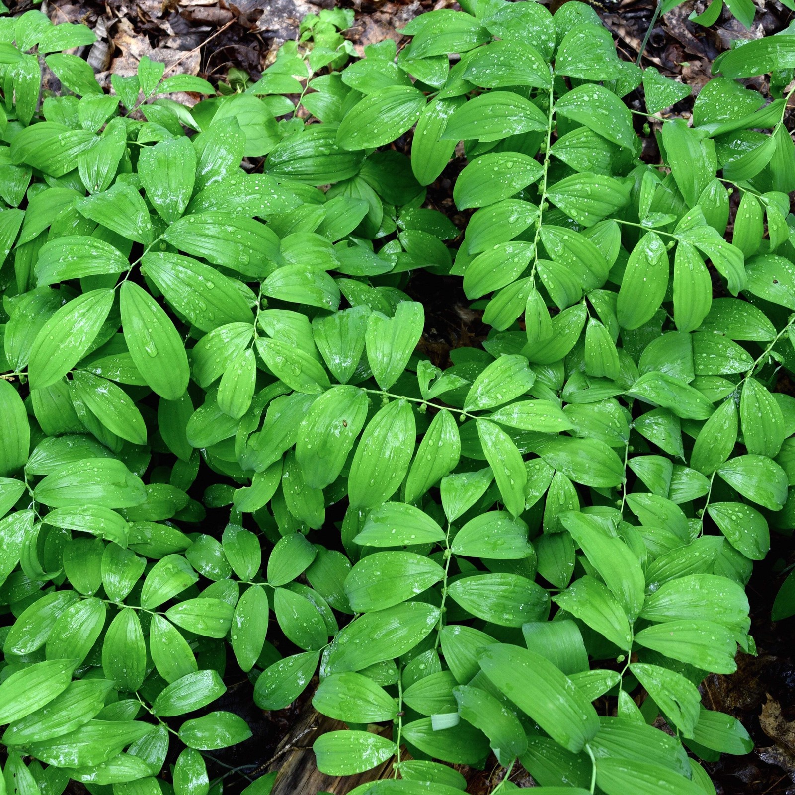 Solomon’s Seal Seed (Polygonatum biflorum) ~Traditional Herb Woodland Wildflower