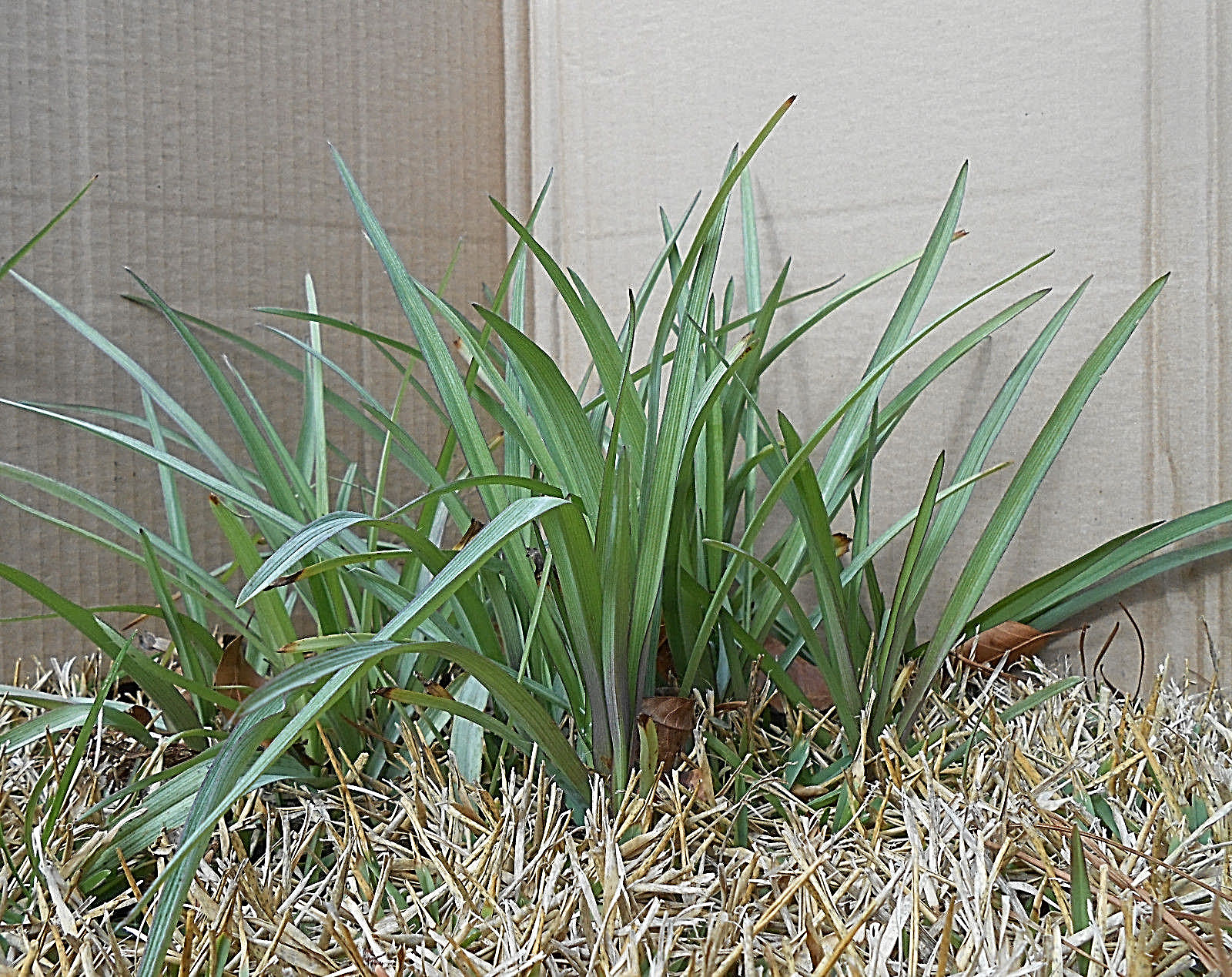 20+ SPIDERWORT TRADESCANTIA FIBROUS BARE ROOTS USDA ZONE 4~9