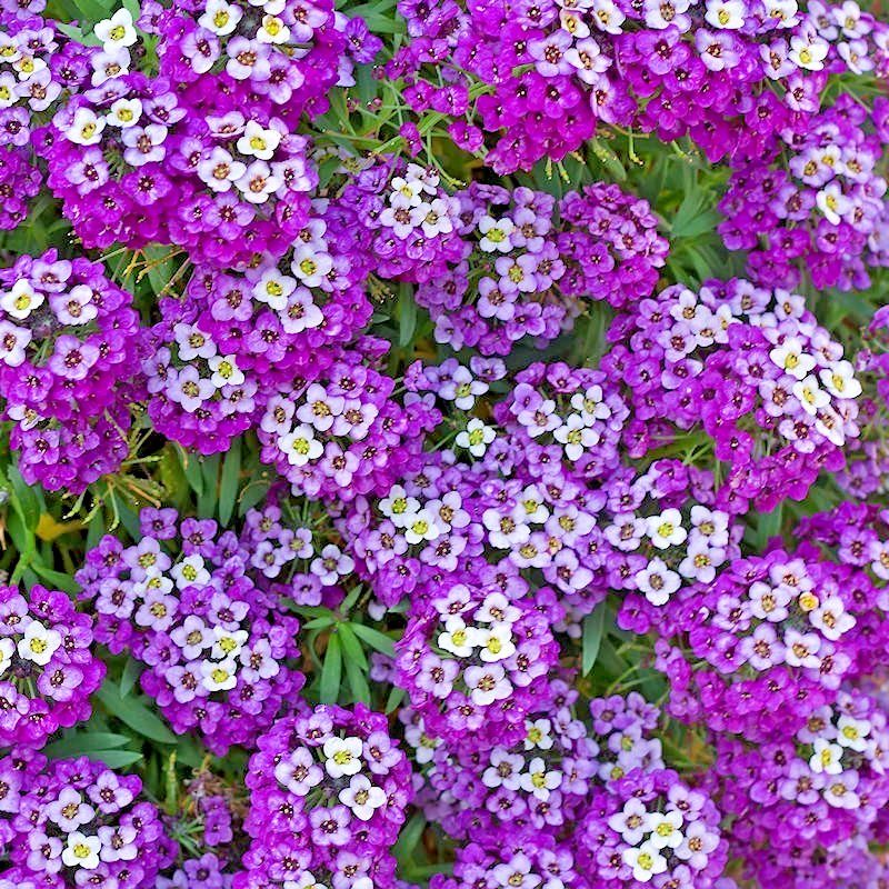 Royal Carpet Alyssum (Lobularia maritima) Seeds – Deep Violet-Purple Groundcover