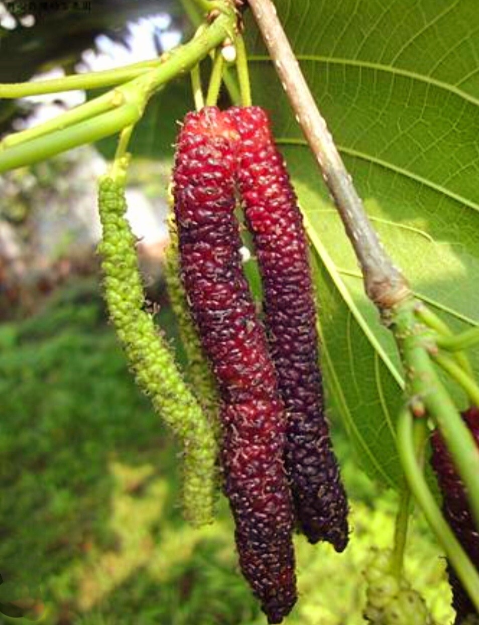 200 Pakistan Mulberry Fruit Tree Seeds Popular Variety Rare Morus Dense fruit