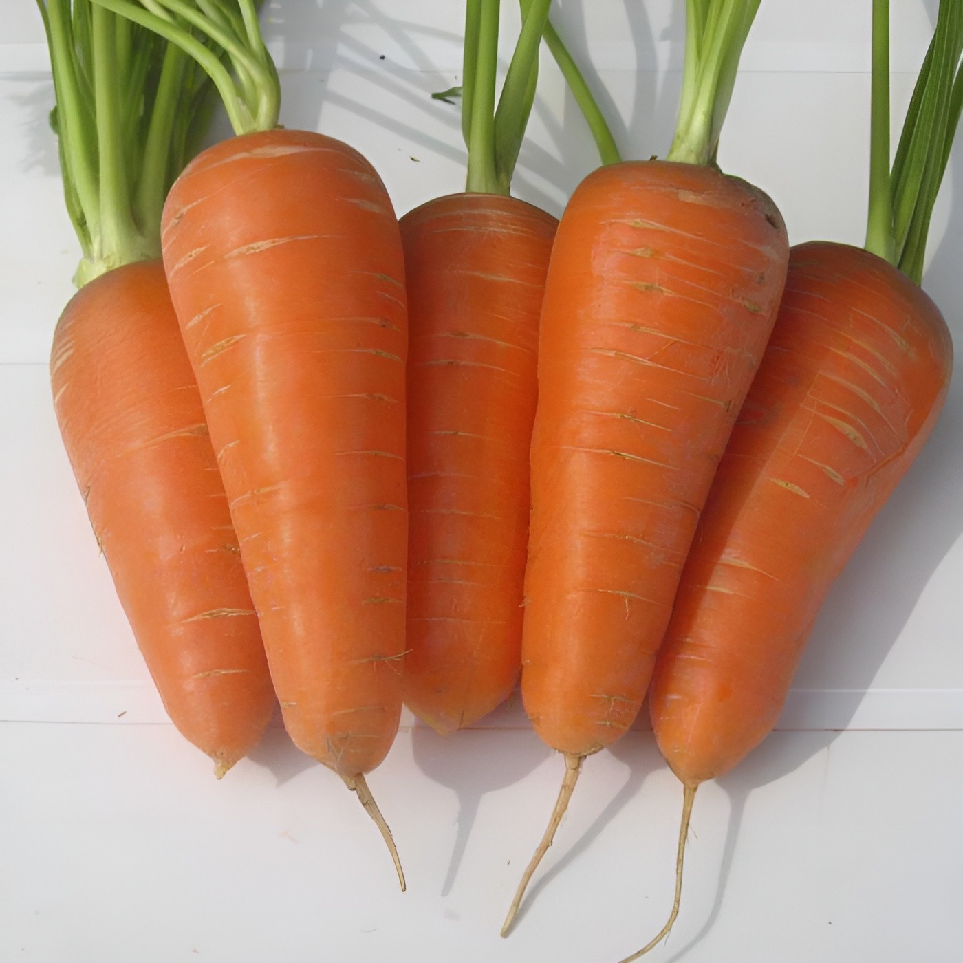 2,000 Heirloom Chantenay Red Core Carrot Seeds Organic NonGMO Sweet Red Core