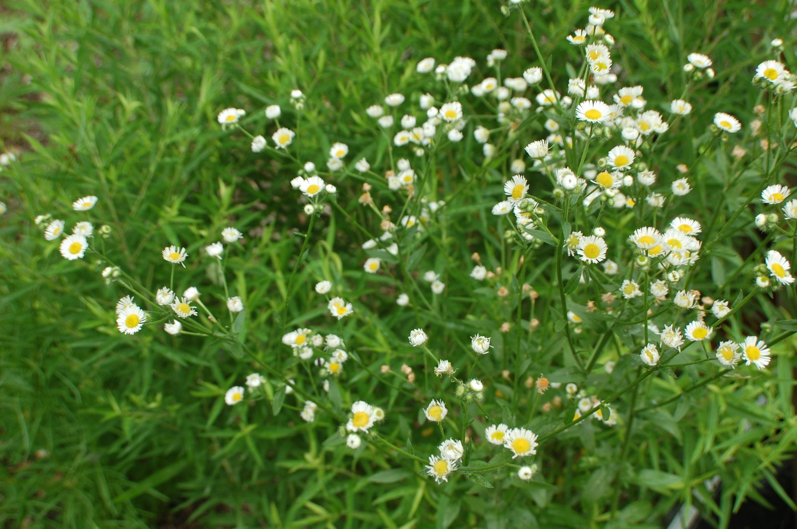 1/4 TSP + ANNUAL FLEABANE DAISY SEEDS/Erigeron annuus/NATIVE US