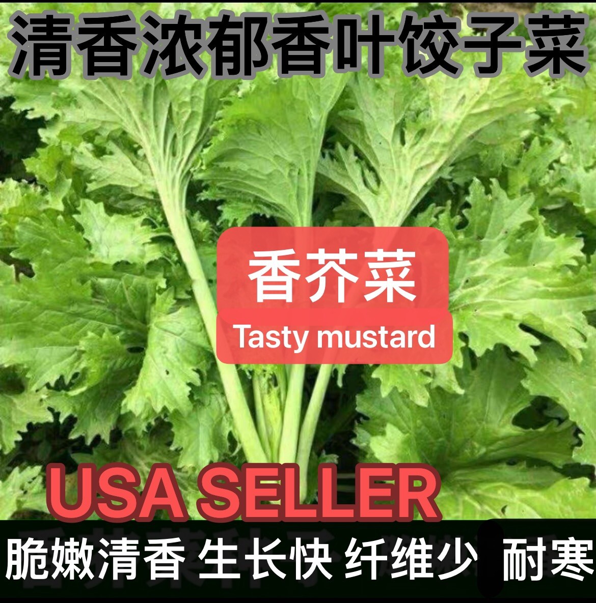 400+ Tasty Mustard Green seeds 400多粒花边（甜）香芥菜、香叶饺子菜种子（2024年新种子）