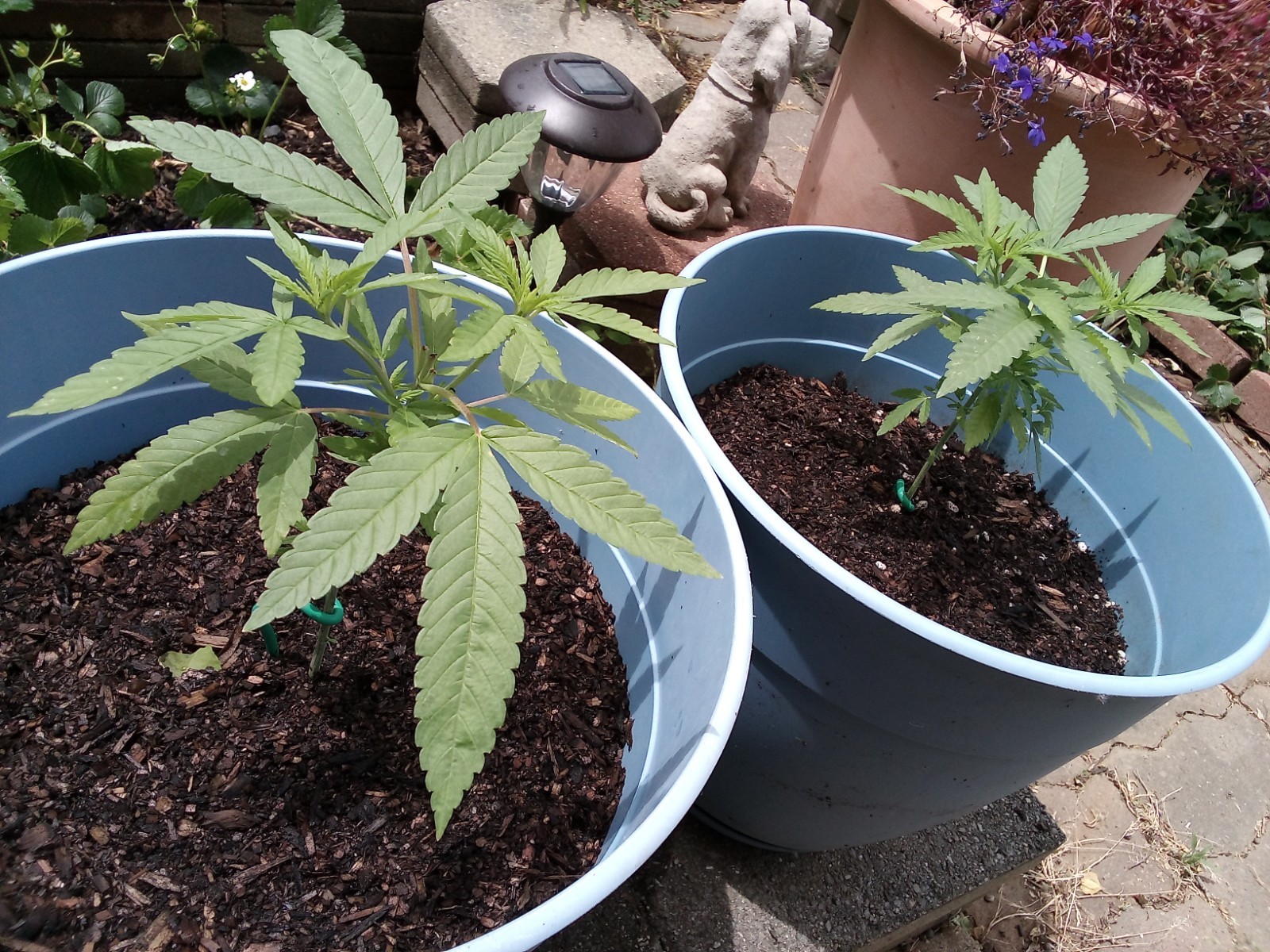 Eighth Brother “Blackberry Kush” – Unfeminized Seed Pack 10-15 Seeds