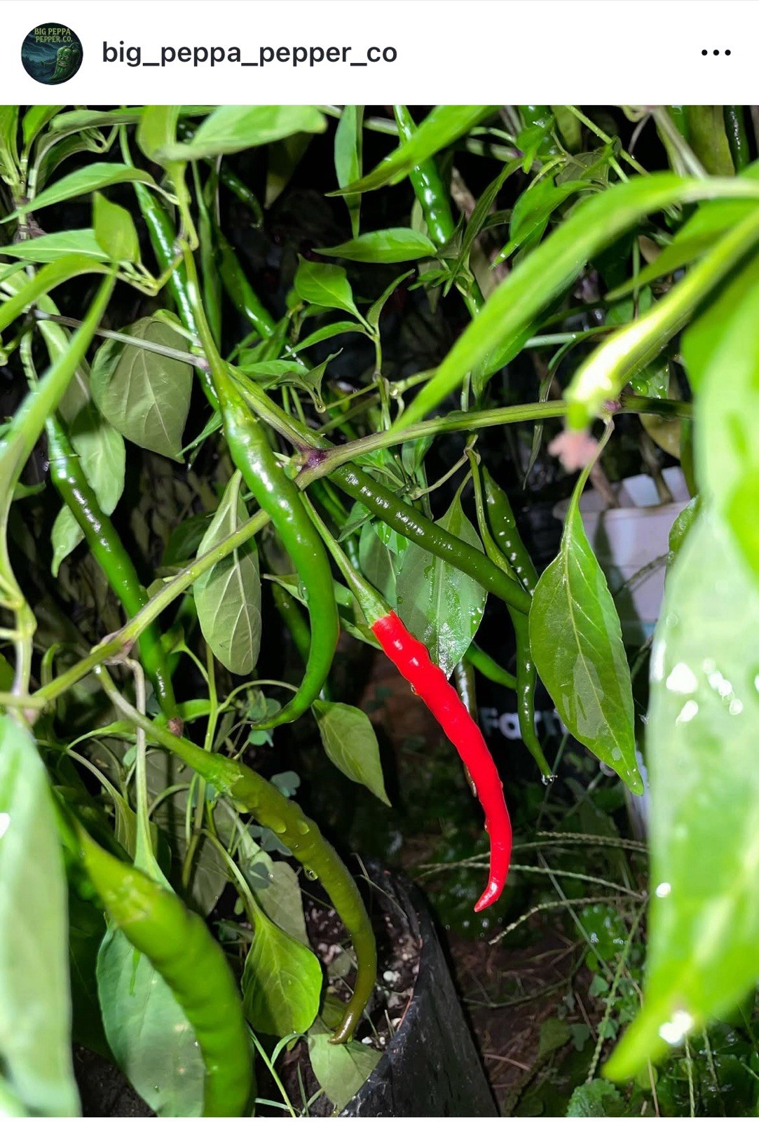 [BIG THAI HYBRID] F2 PEPPER SEED PACK FREE SHIPPING! USA