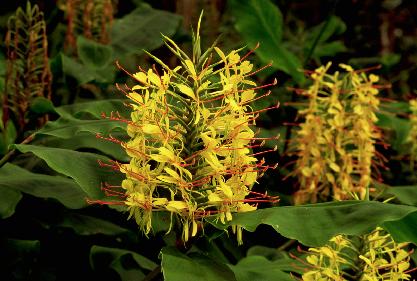 HAWAIIAN TROPICAL KAHILI YELLOW GINGER PLANT ROOT 1 Pack Fragrant Easy To Grow
