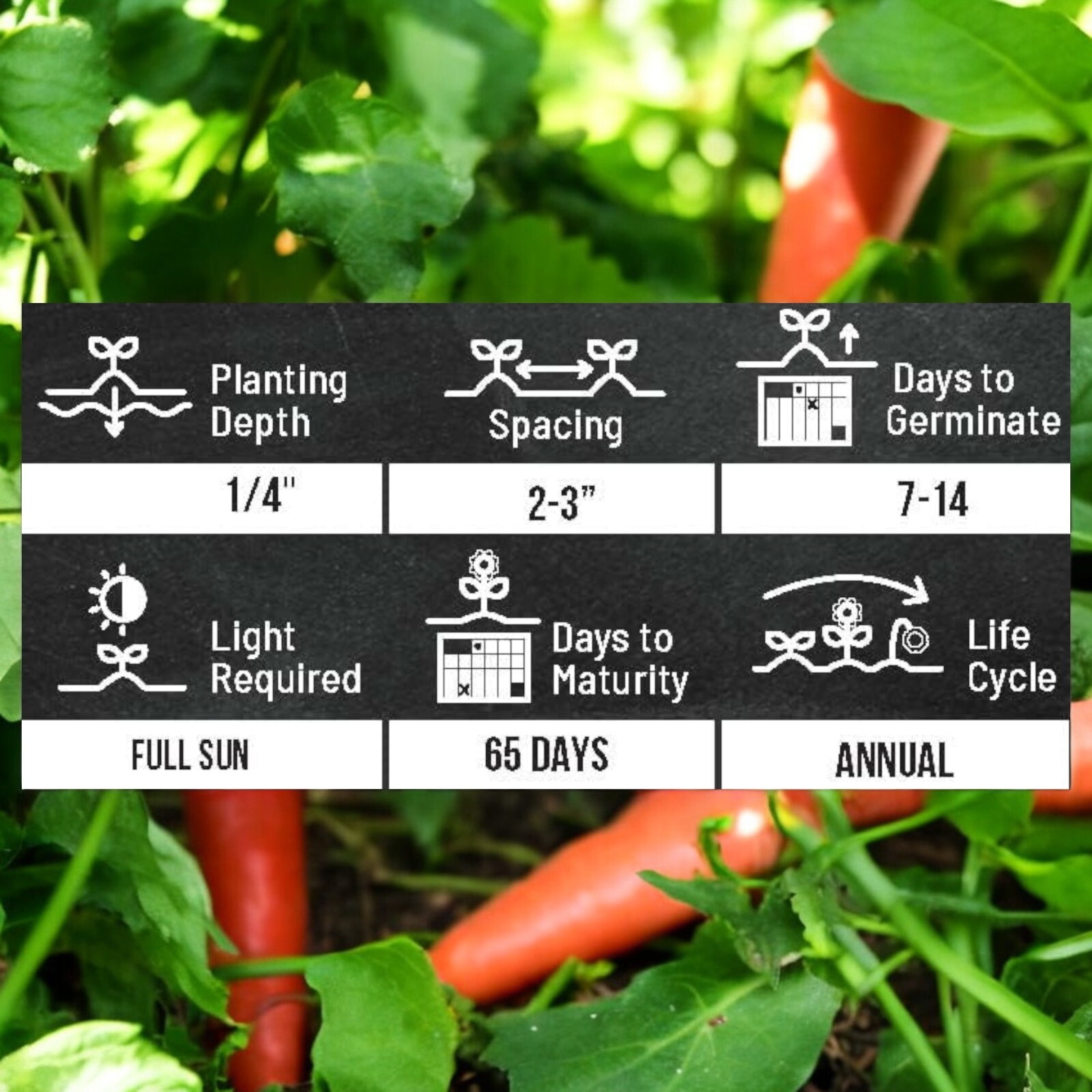 1000pcs Red Fruit Carrot Seeds Sweet and Juicy Heirloom Variety for Home Gardens