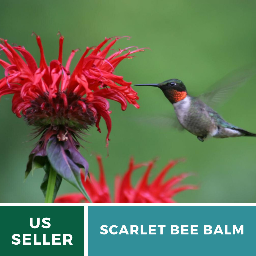 Bee Balm, Scarlet Bergamot – 20 Seeds, Heirloom Herb (Monarda didyma)