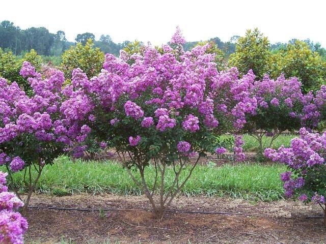 35+ LILAC CRAPE MYRTLE TREE /SHRUB /FLOWER SEEDS / DROUGHT TOLERANT PERENNIAL
