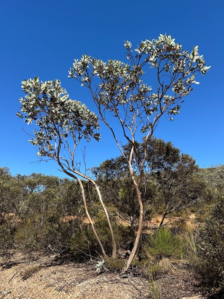 Eucalyptus pleurocarpa (tetragona) Seeds – ‘Tallerack’ – Silver Leaf