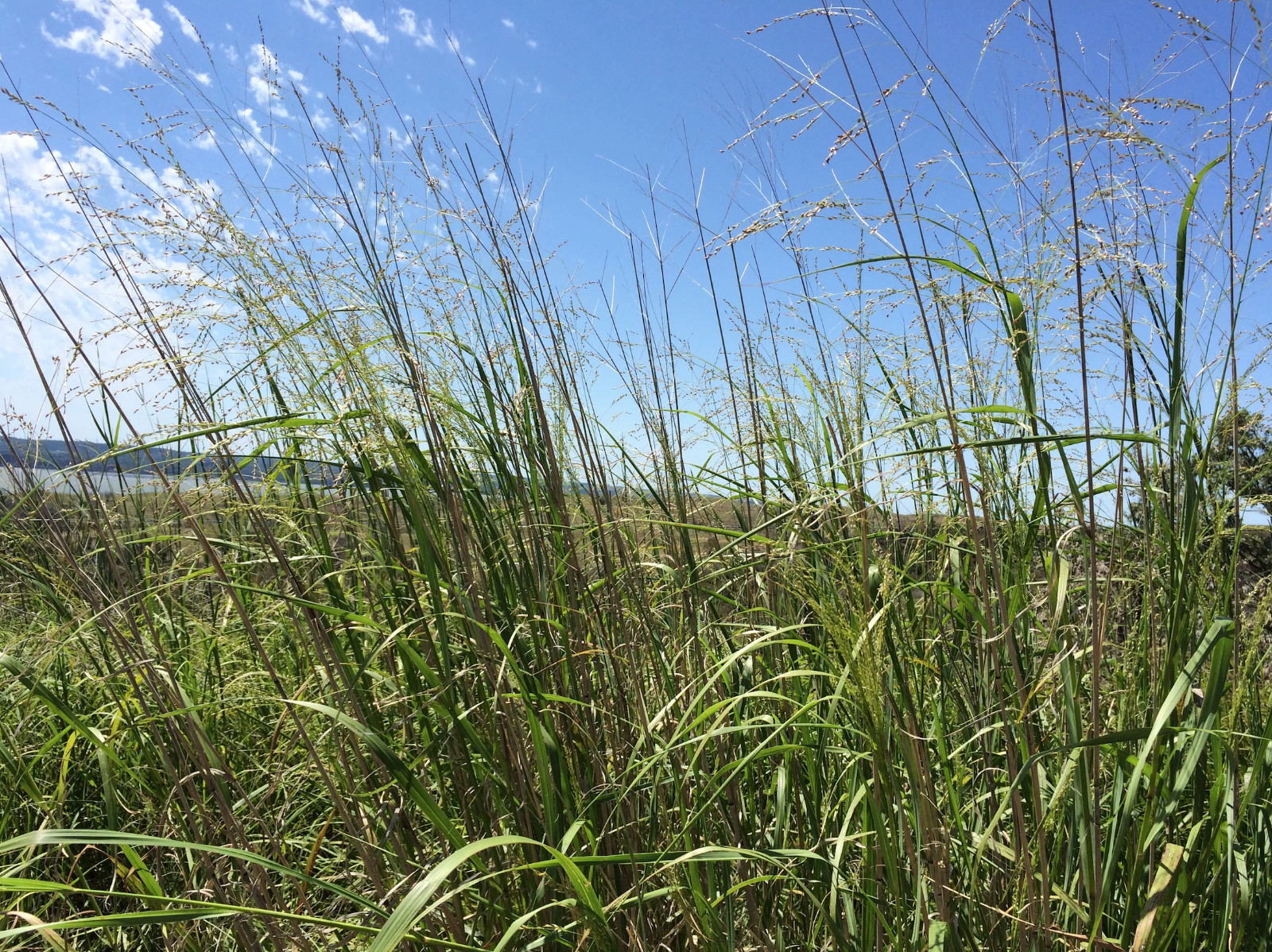 8,000 + Switchgrass Seeds Tall Grass Ornamental Perennial