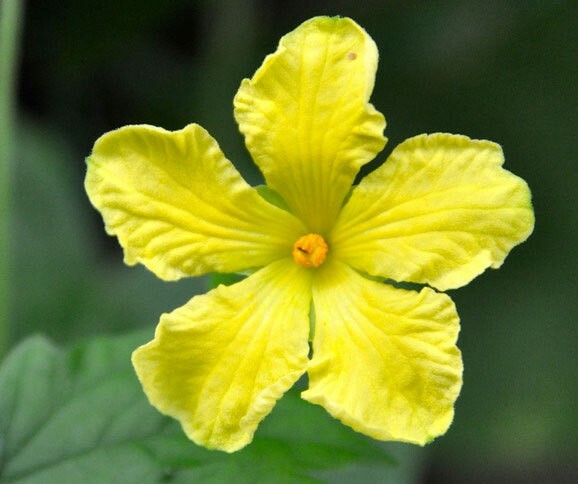 Momordica charantia | bitter melon | balsam pear | 5_Seeds