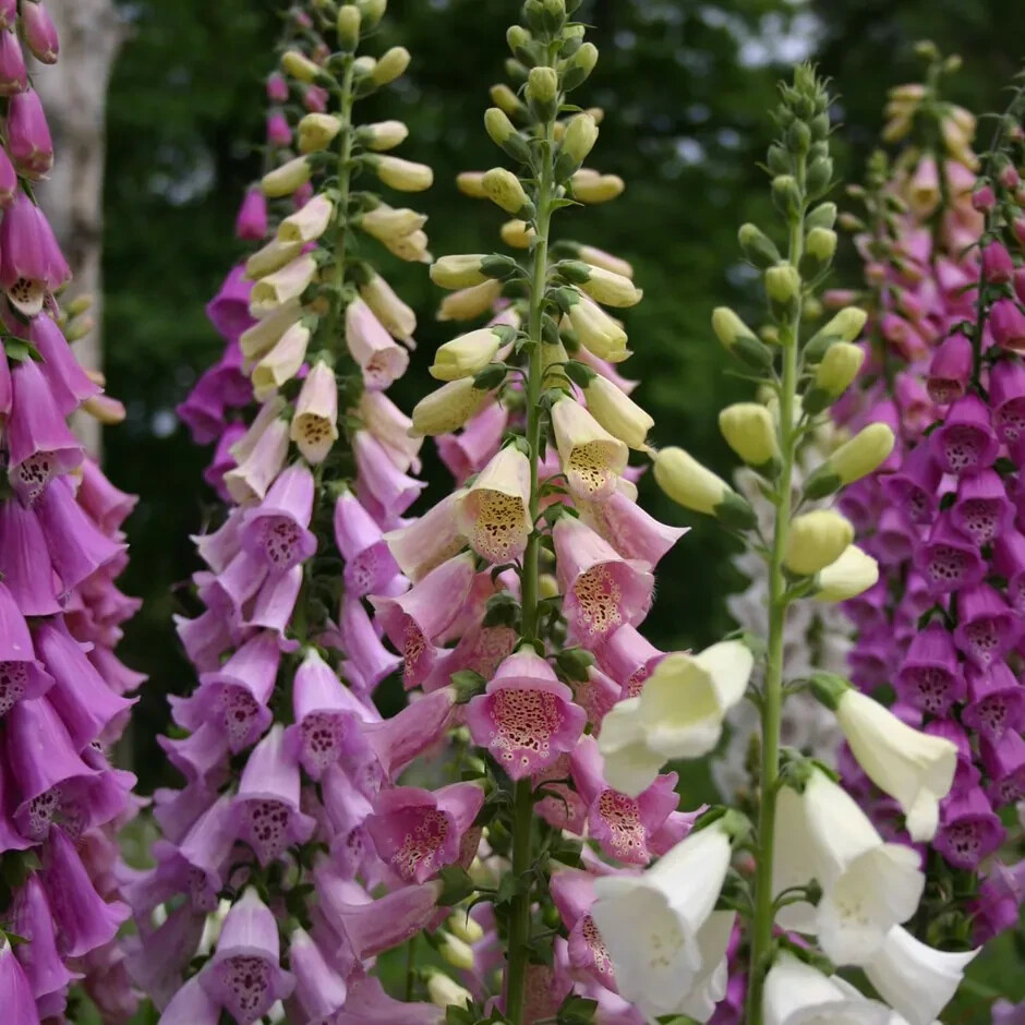 200 Foxy Mix Foxglove Seeds | Non-GMO | Free Shipping |Deer Resistant