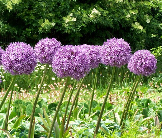 ONION ORNAMENTAL Allium Aflatunense – 20 Bulk Seeds