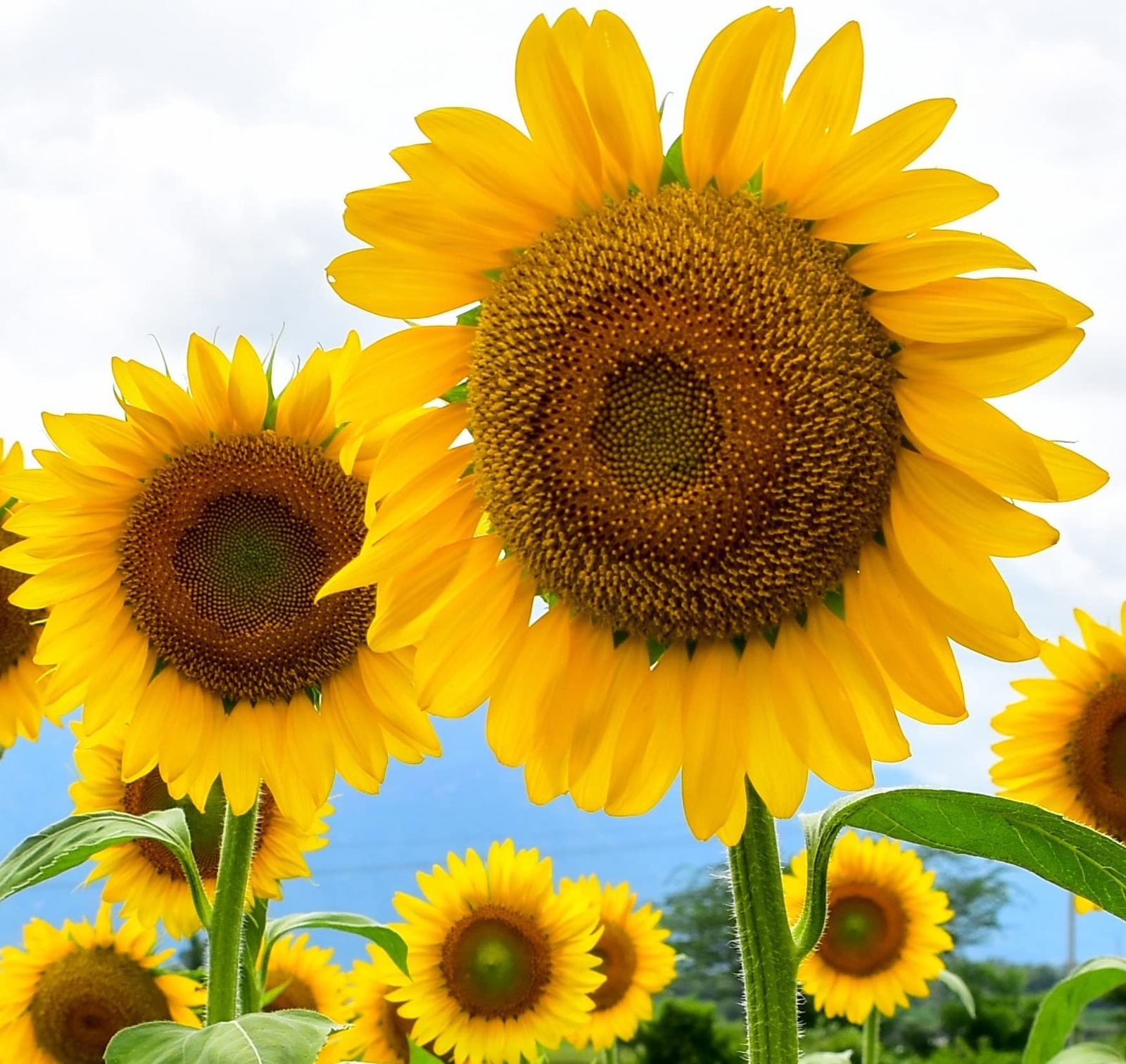 Large Mammoth Grey Stripe Sunflower Seeds for Planting (Helianthus annuus) These