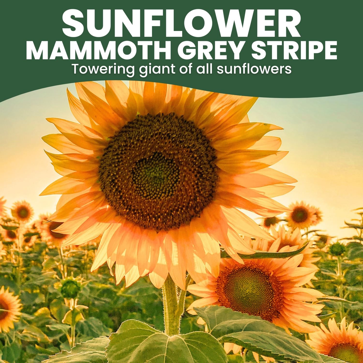 Large Grey Stripe Sunflower Seeds – 1,000 Count for Planting – 4 Ounce Packet