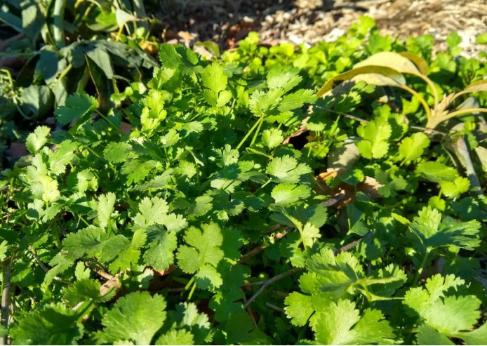 50 Count Cilantro Coriander Seeds – NON-GMO / Heirloom – Free Shipping