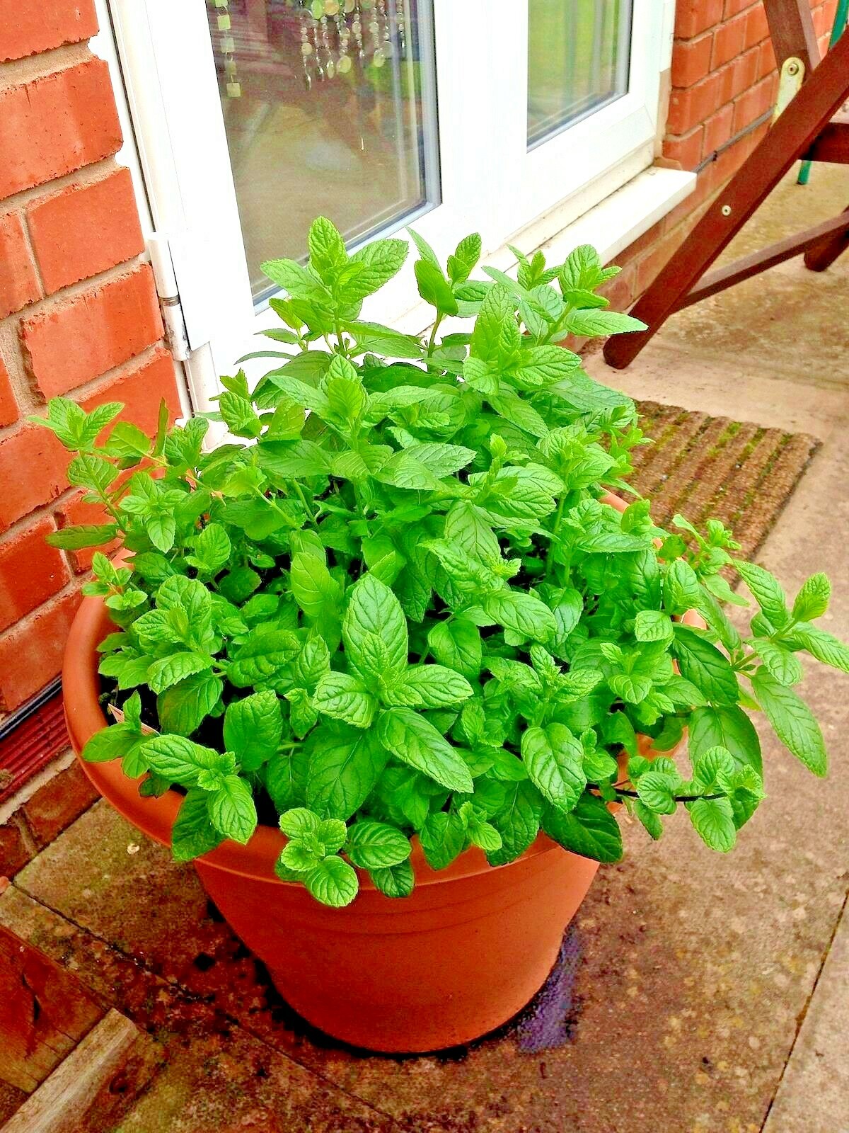 300+PEPPERMINT Seeds Teas Culinary Medicinal Organic Container Shade Garden Herb