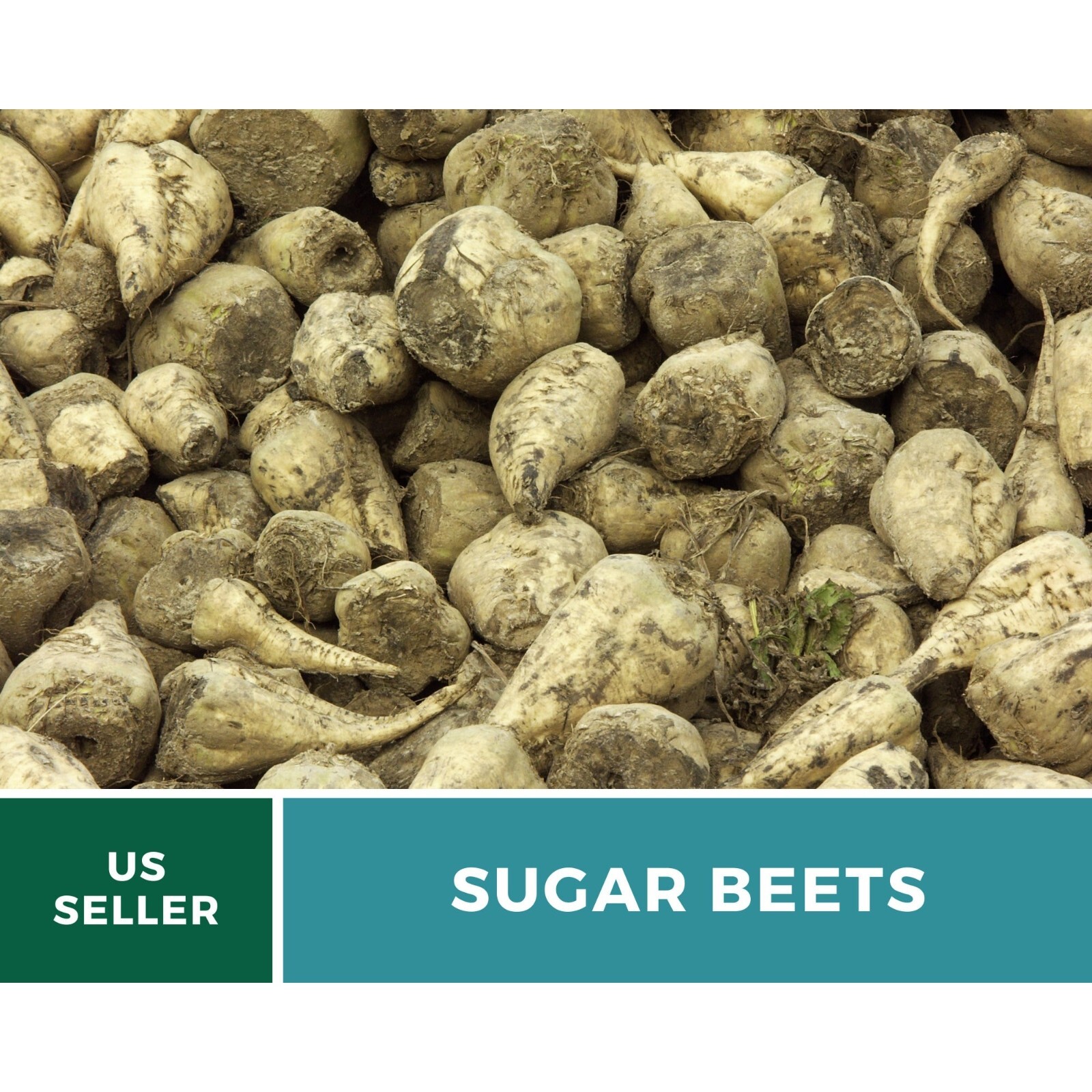 Beet, Sugar – 50 Seeds, Heirloom Vegetable (Beta vulgaris)