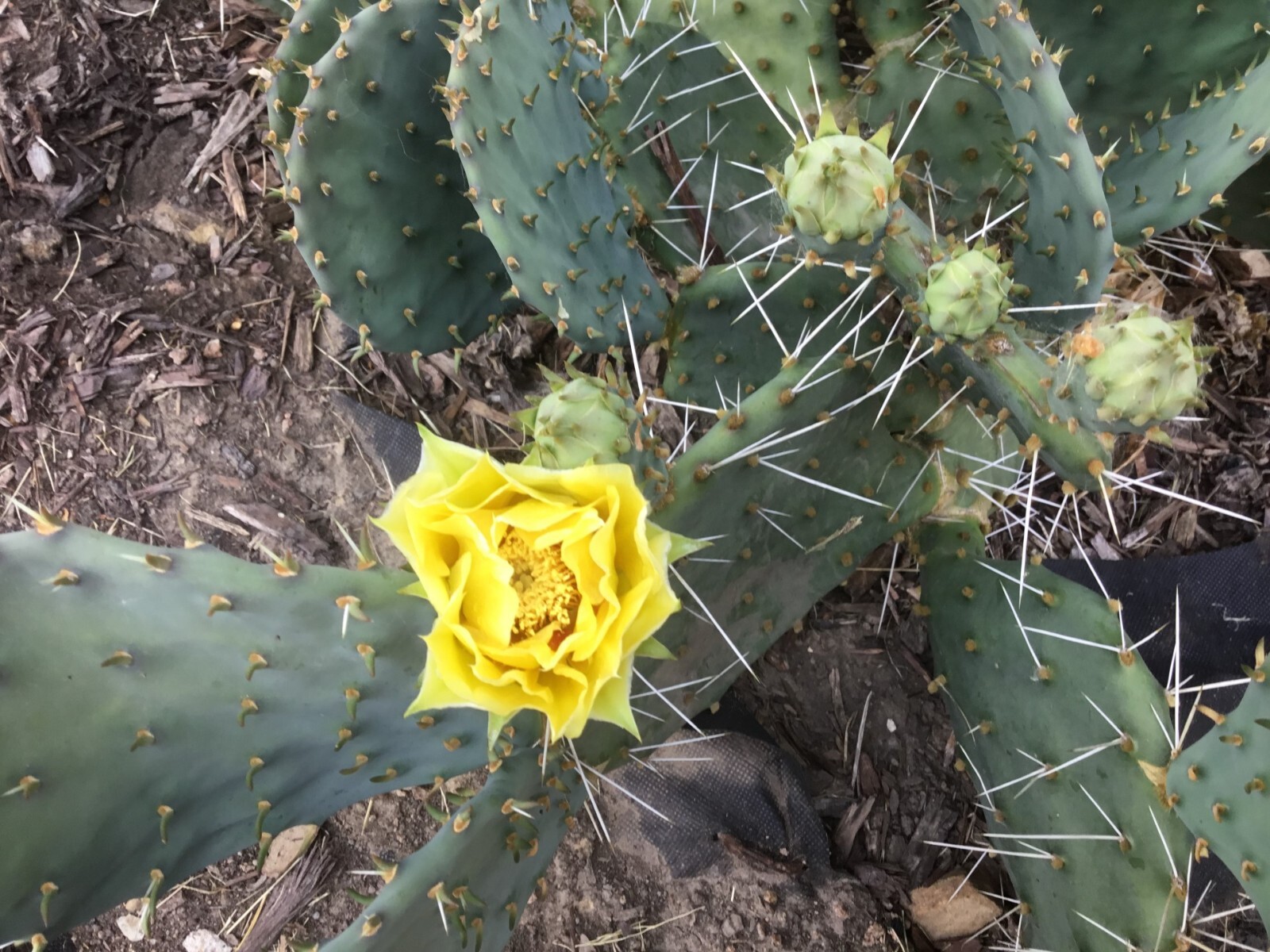 Cactus Seeds—25 SEEDS—Prickly pear—Winter Hardy