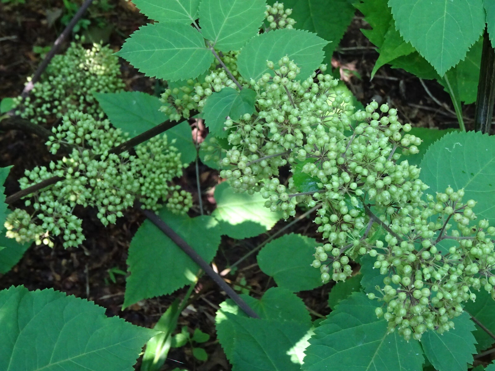 American spikenard Aralia racemosa Native perennial 25 seeds