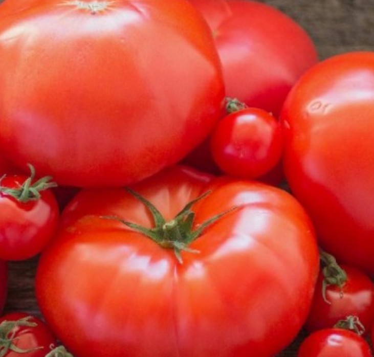 75+ Beefsteak Tomato Seeds **Fresh Seeds** ~~Free Shipping~~