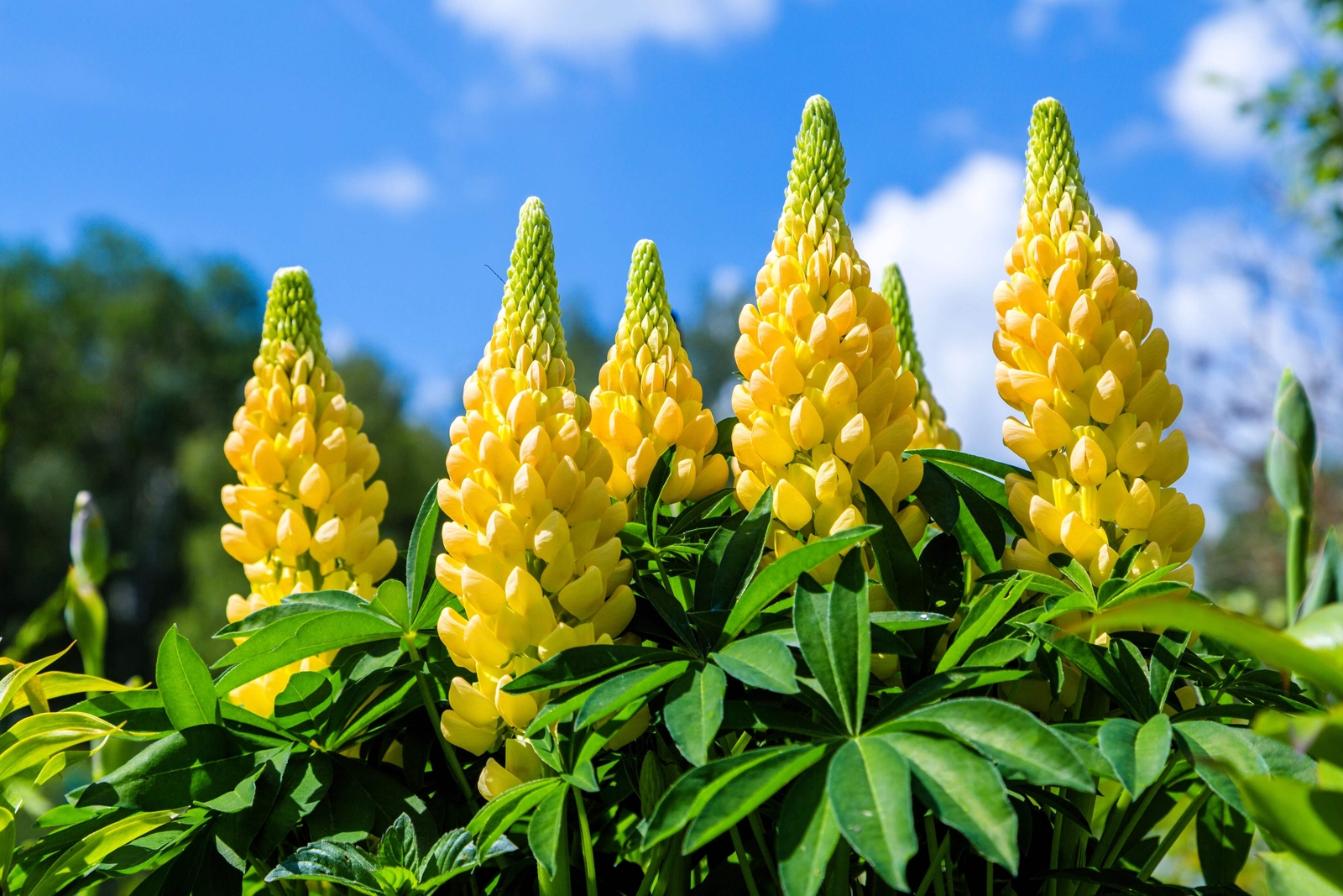 50 GOLDEN LUPINE Lupinus Densiflorus Yellow Hummingbird Flower Seeds *Flat Ship