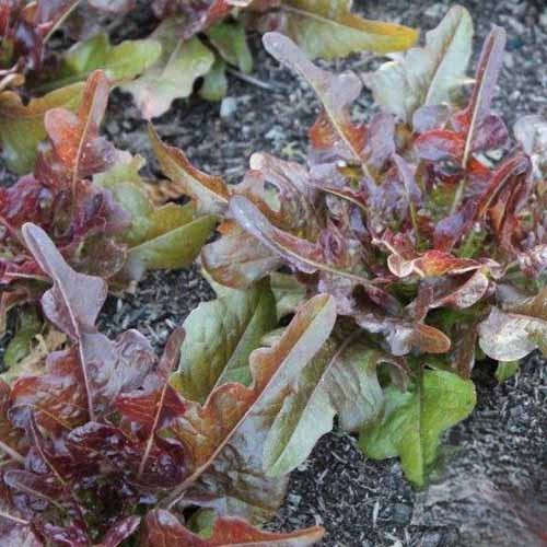 2g Fresh New Harvested Oakleaf Red Leaf Premium Lettuce Seeds-A 87