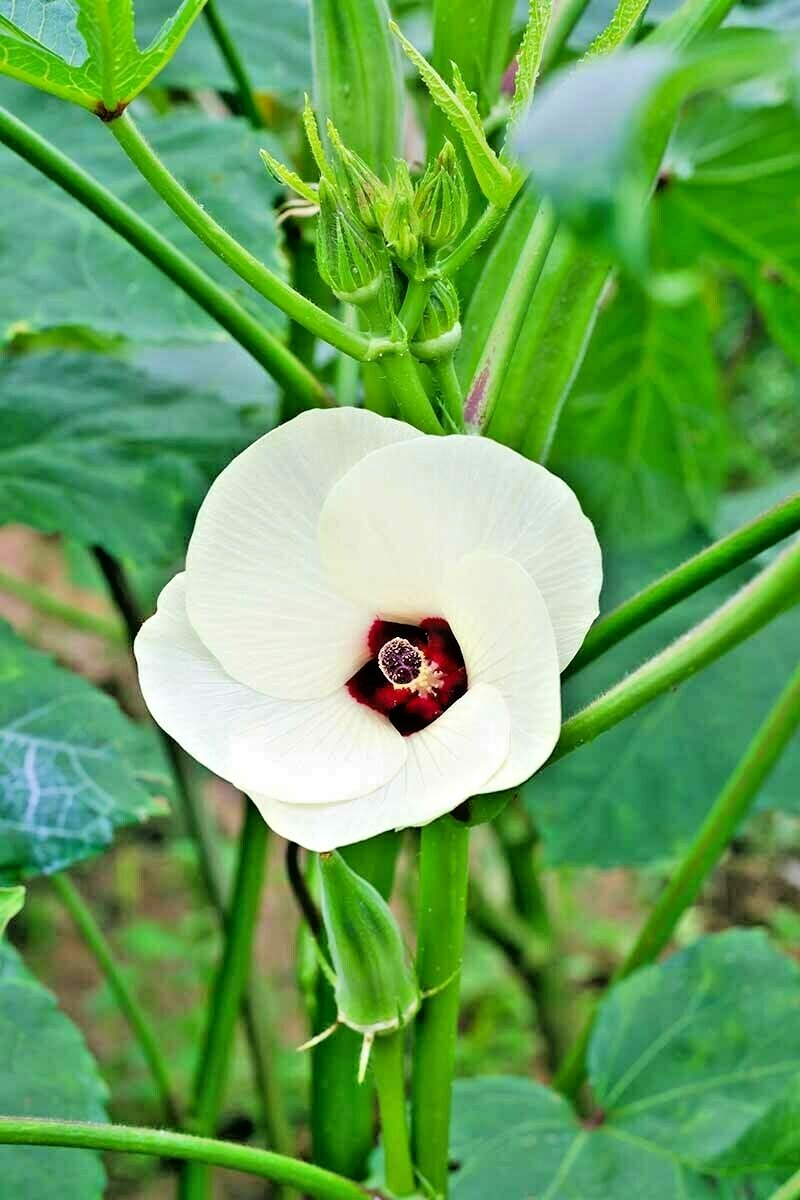 40+PERKINS DWARF OKRA Seeds Compact 4′ Plant Full Size 8″ Pods Garden Container