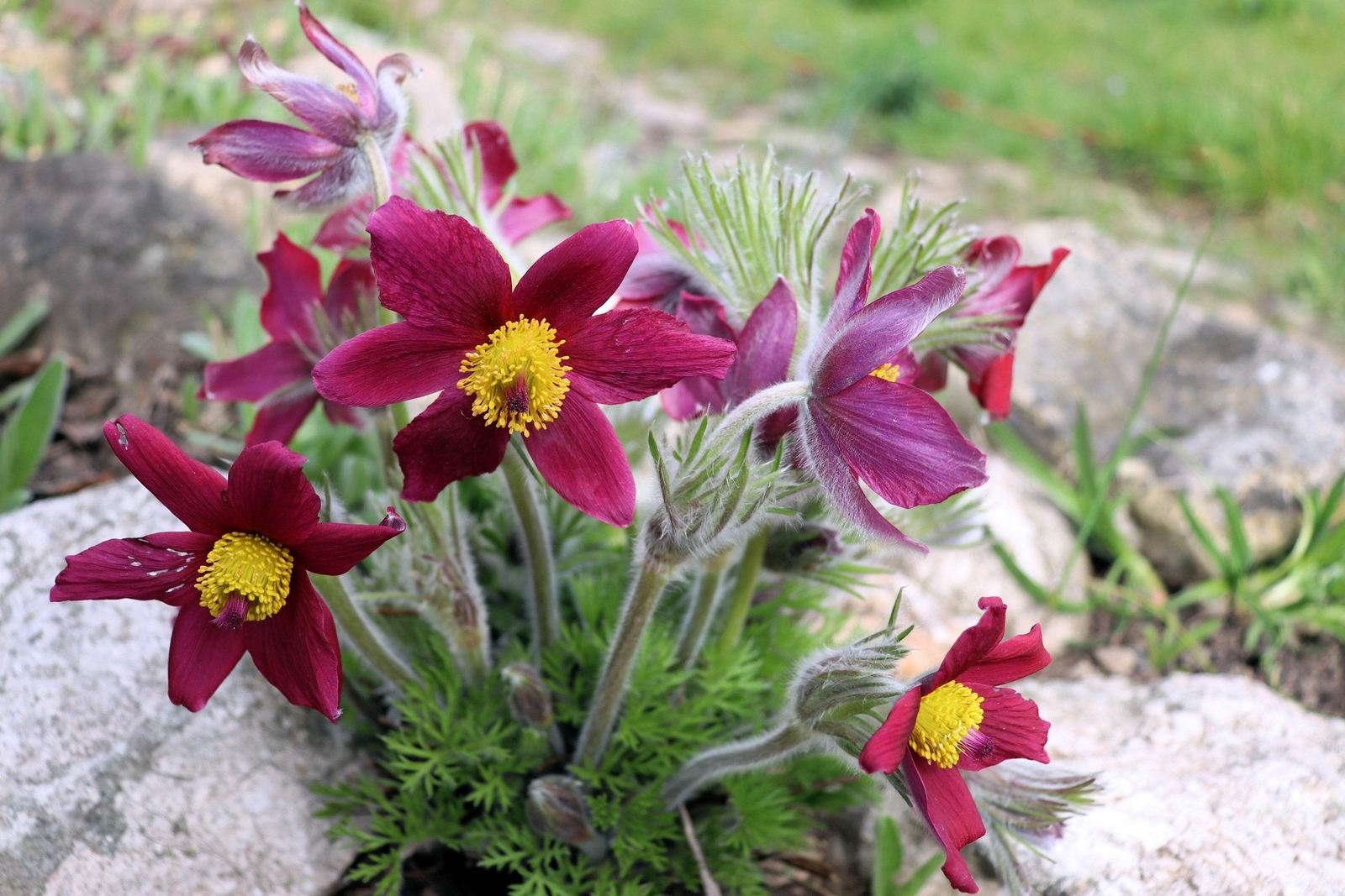 10 RED ANEMONE Pulsatilla Vulgaris PASQUE FLOWER Seeds *Flat S/H