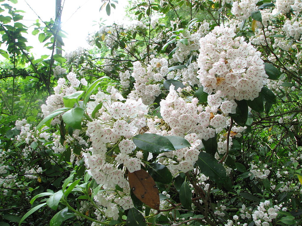 Mountain Laurel Shrub, Kalmia Latifolia, Seeds (Showy Evergreen)