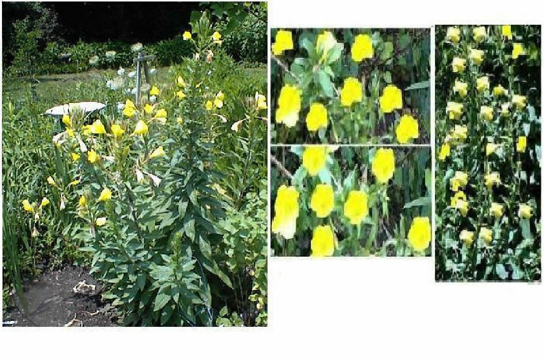 LOTS OF VARIETY OF 8 DIFFERENT KINDS OF FLOWER SEEDS GREAT DEAL! #25 USA Seller