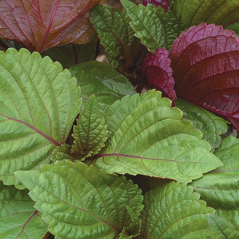 40 OrganBi-Color Perilla Seeds, FREE SHIPPING