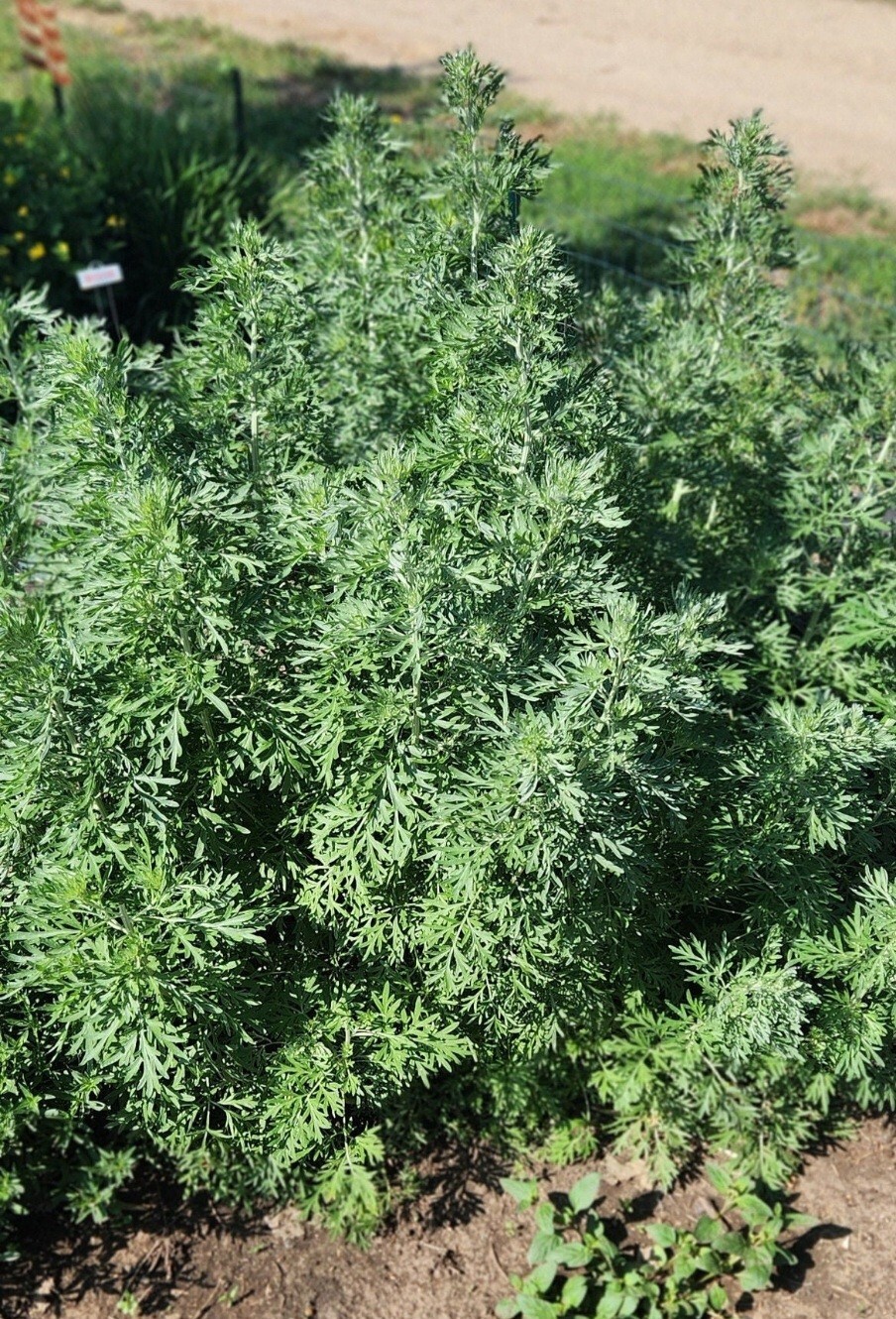 Wormwood (Artemisia Absinthium) SEEDS