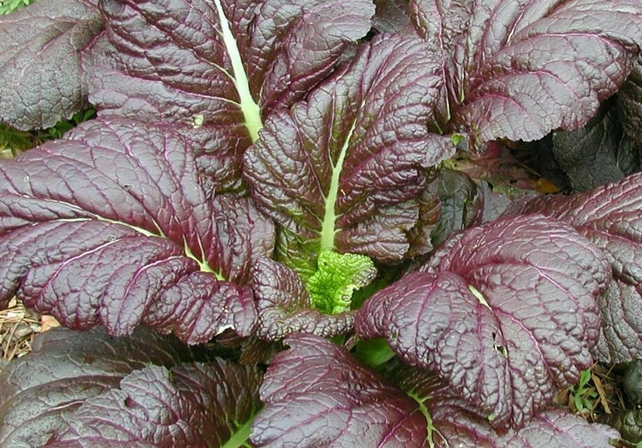MUSTARD SEEDS 500+ GIANT RED HEAT TOLERANT healthy GARDEN greens FREE SHIPPING