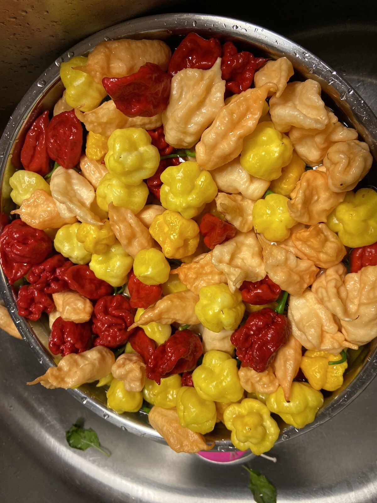 20 Hot Mix Pepper Carolina Reaper Ghost Gochu 7 Pot Scotch Bonnet +More Seeds
