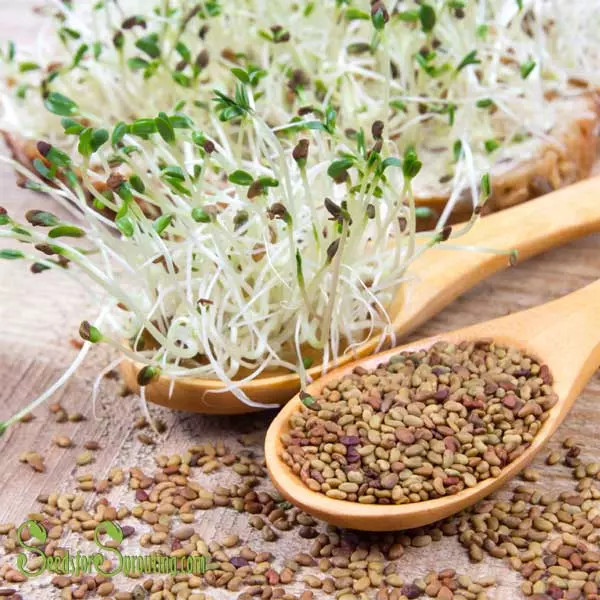 Alfalfa Seeds for Sprouting – Certified Organic Sprout Seeds – 1 lb – (Non-GMO)