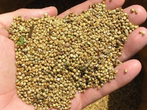 750 Pearl Millet Seeds High Protein Chicken Forage Cover Crop Non Gmo Free Ship