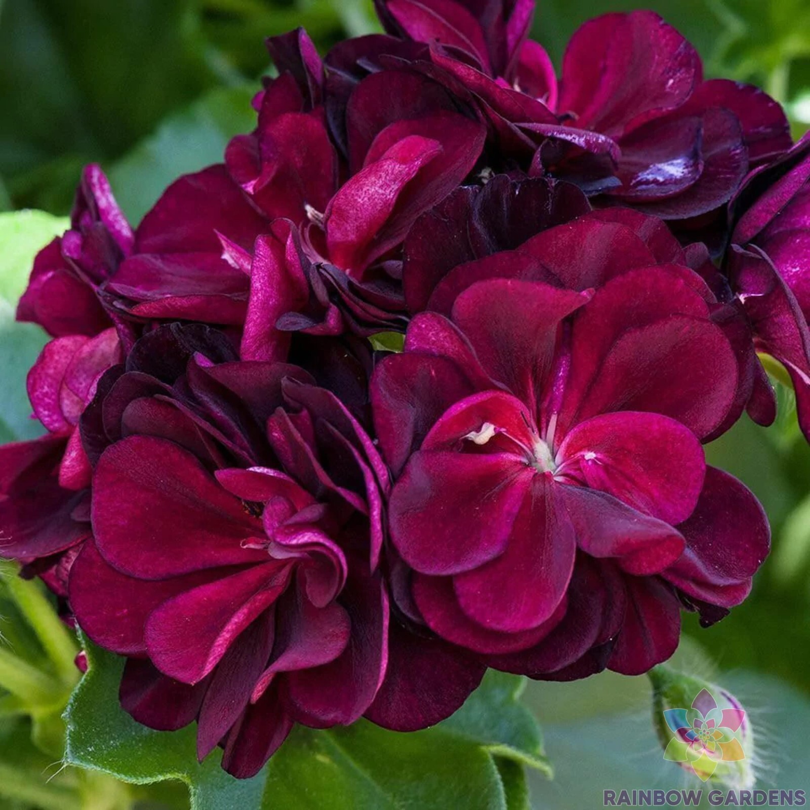25+ Precision Dark Burgundy Ivy Leaf Geranium Seeds for Garden – FREE SHIPPING!