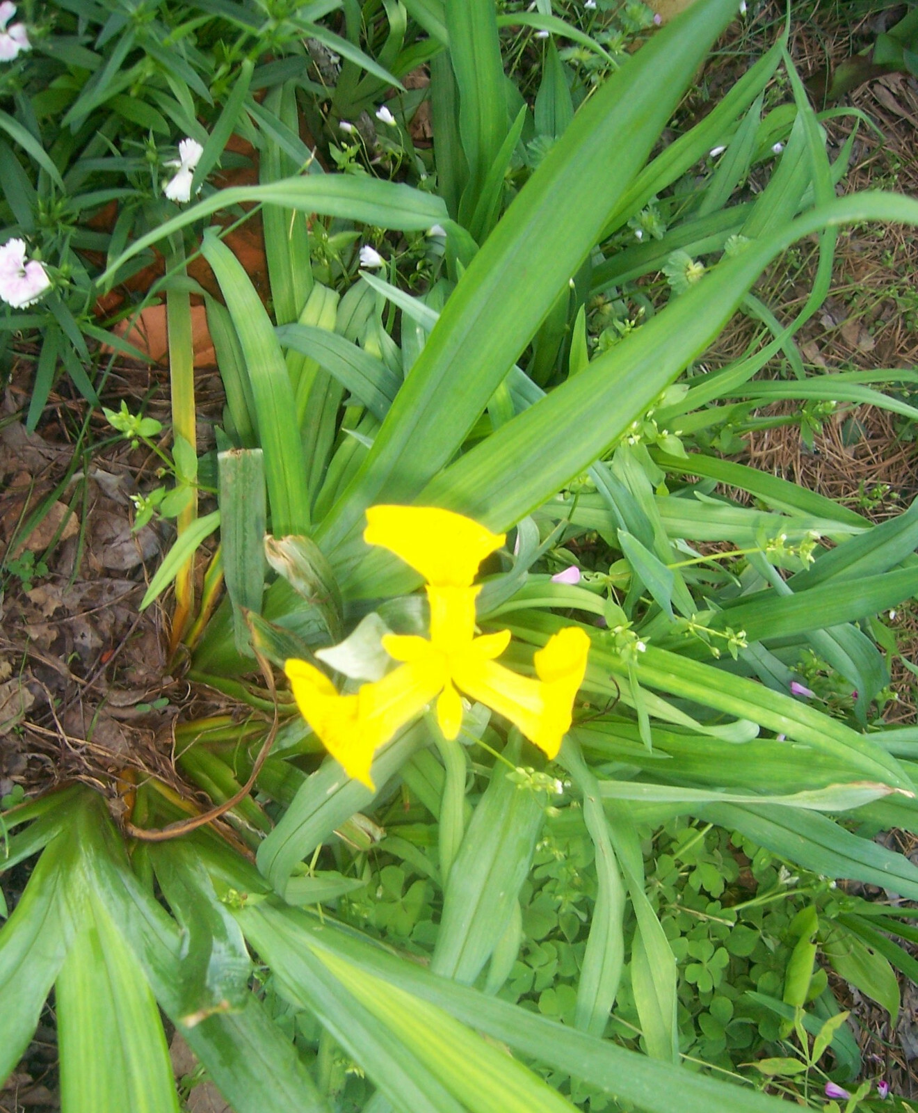 Yellow Flag Iris “Iris Pseudacorus” -2 Bulbs